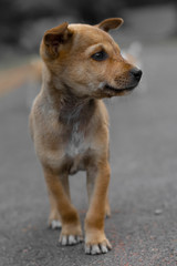 street puppy walking