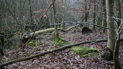 Windbruch - Naturwald im Biotop