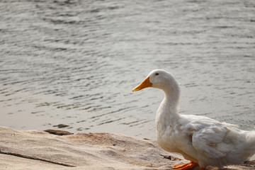 Selective Focus On White Duck Standing On The Side Of Lake