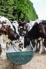 Cows on farm feeding. Farm animals. 