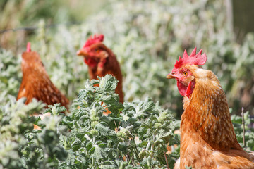 Chicken bird on farm. Poultry hen