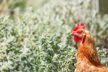 Chicken on farm