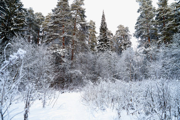 Snow covered trees in a winter forest