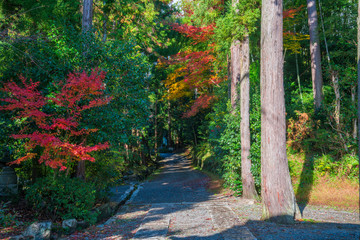Naklejka premium 京都 正伝寺（しょうでんじ）の紅葉 