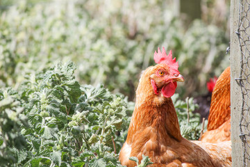 Chicken bird on farm. Poultry hen