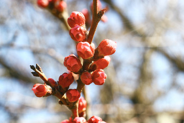 Close up view on cherry blossom blurred background