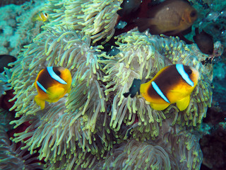 Fototapeta na wymiar Scuba Diving Red Sea Egypt