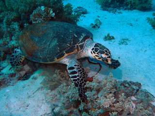 Fototapeta premium Scuba Diving Red Sea Egypt