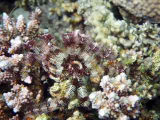 Scuba Diving Red Sea Egypt