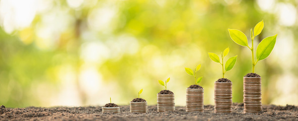 Coin stack with young green sprout on top. Business success, Financial or money growing concept