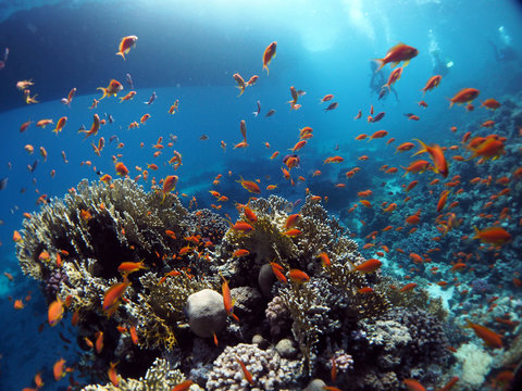 Red Sea Egypt Images – Browse 131,821 Stock Photos, Vectors, and Video ...