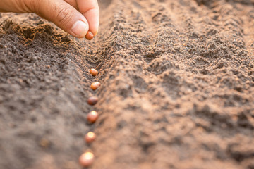 Hand of farmer planting a brown seeds in soil. Growth and environment concept