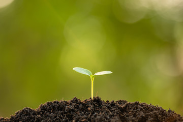 Green sprout growing in soil with outdoor sunlight and green blur background. Growing and environment concept