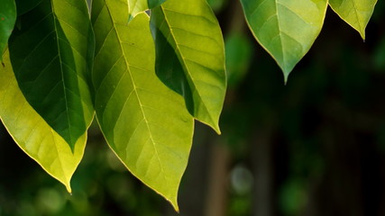  The leaves and the light of the sun in the evening © Freelanceman