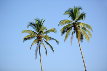 Two coconut palm trees on sunny day in clear blue sky