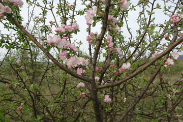 branches of a spring blossoming apple tree against the sky