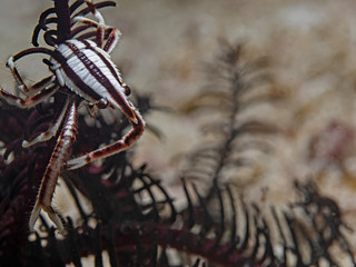 Elegeant Crinoid Squat Lobster (Allogalathea elegans)