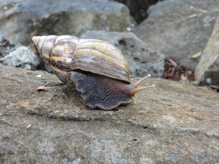 snail on a white stone overgrown with moss