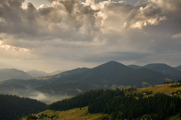 Naklejka premium Golden sunset in carpathian mountains - beautiful summer landscape, spruces on hills, dark cloudy sky and bright sun light, meadow and wildflowers