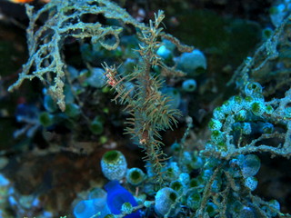 The amazing and mysterious underwater world of Indonesia, North Sulawesi, Manado, seahorse
