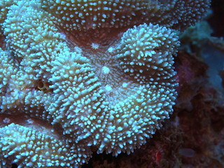 The amazing and mysterious underwater world of Indonesia, North Sulawesi, Manado, stone coral