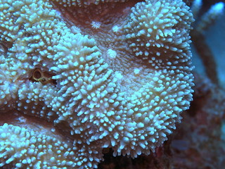 The amazing and mysterious underwater world of Indonesia, North Sulawesi, Manado, stone coral