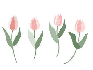 Tulips
