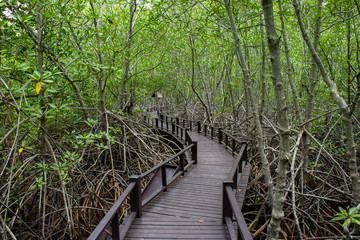 Ecuador, Galapagos Islands, UNESCO World Heritage Site, Mangrove Forest, Mangrove Tree