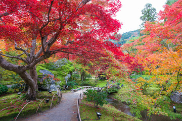 Naklejka premium 京都 宝厳院（ほうごんいん）の紅葉 天龍寺の塔頭寺院