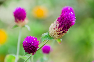 Amaranth flower in a river garden