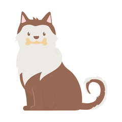 siberian dog pet with bone in mouth on white background