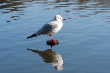 Obraz premium 湖面に反射するユリカモメ