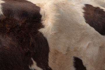 Real Dark brown and white cow skin close up on a background photo.