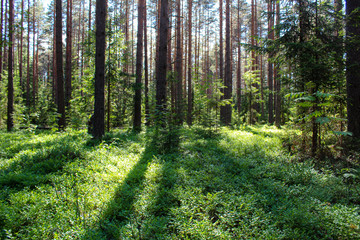 Obraz premium picturesque morning in the forest in summer