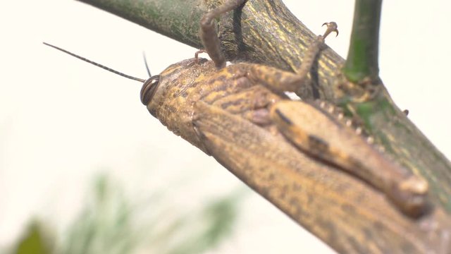 Brown Grasshopper on a stick. Extreme close up macro shot.