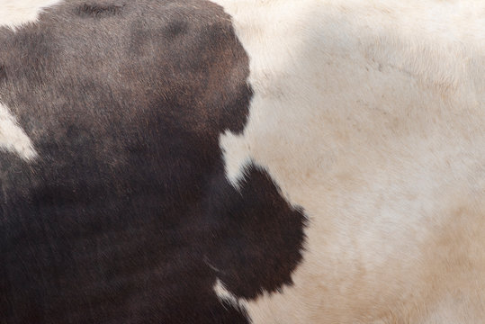 Real Dark brown and white cow skin close up on a background photo.