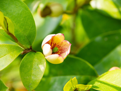 Flower of Magnolia Figo - Michelia figo - are bloom in Japan.