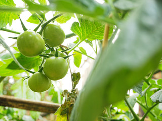 green tomatos on tree