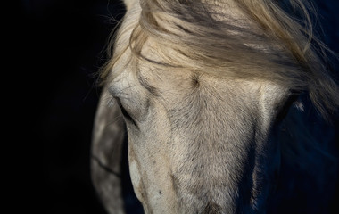 Portrait of white horse head isolated on black background