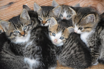 Portrait of a group of cute kittens