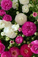 Ranunculus flower background.White and pink flowers close-up background.Tender  floral background. Fresh Bright ranunculus with buds.Top view floral pattern