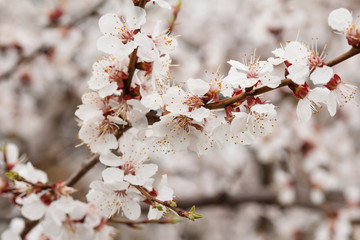 Branches of apricot tree in the period of spring flowering.