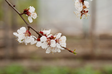 Branch of apricot tree in the period of spring flowering.