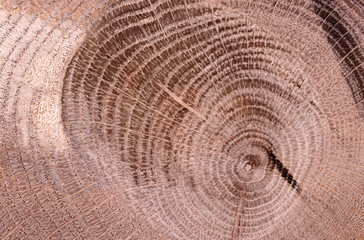 Irregular shape wood slab with bark and tree growth rings