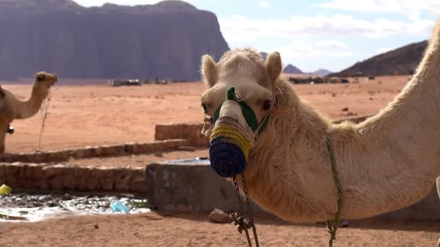 Camel in the Desert, Wadi Rum, Jordan, 4k