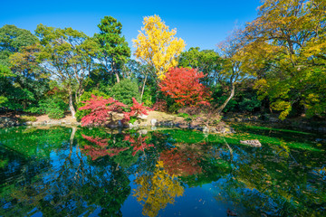 京都御苑の九條池　紅葉