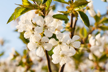 Branches of blooming cherry tree in a spring orchard.