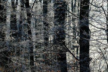 Close up dark tree trunks and their frosty most leafless branches against sunlight. Cold winter morning and hoarfrost covered forest.