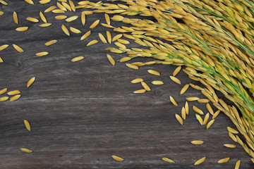 Close Up, golden ears of thai jasmine rice on wooden background, copy space