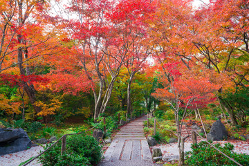 Fototapeta na wymiar 京都　宝筐院（ほうきょういん）の紅葉